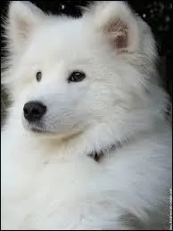 Quelle race est dite plus intelligente ?