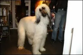 Quelle race est la plus joueuse ?