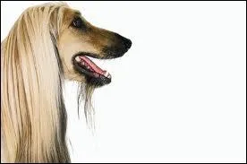 Quelle race supporte mieux la solitude ?