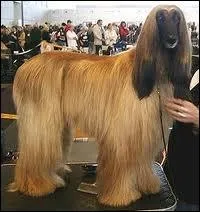 D'o vient le lvrier afghan ?