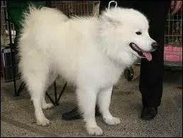 L'afghan est plus grand que le samoyde :