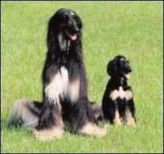 Quelle race garde mieux la maison ?