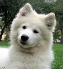 Laquelle a un plus grand besoin d'exercice ?