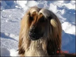 Quelle race est la plus calme ?