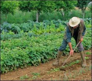 Dans une clbre comptine pour enfants, il est question de lgumes qu'il faut savoir planter   la mode de chez nous . Lesquels ?