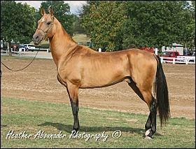 Les chevaux de race Akhal-Teke sont bons en :