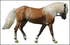 Un Haflinger a toujours la mme robe. Laquelle ?