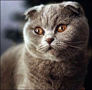 C'est un chat qui a comme particularité des oreilles pliées vers l'avant, il est reconnu en concours seulement depuis les années 1970; il s'agit donc du...