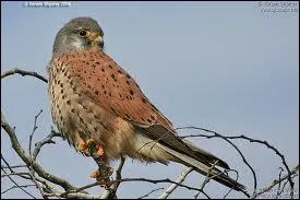 Quel est cet oiseau ?