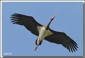 Quel est cet oiseau ?