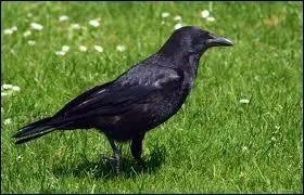 Quel est cet oiseau ?