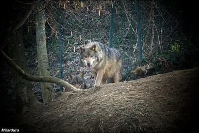 Dans  Le Roman de Renart , comment s'appelle le loup ?