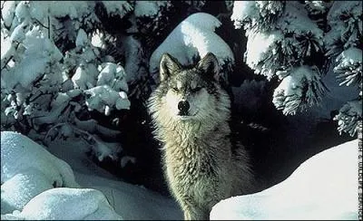 Quel film fran�ais, r�alis� par Guillaume Radot, sortit en 1943 ?