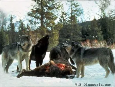 Dans lequel de ces trois films pouvez-vous voir des loups ?
