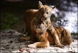 Dans quel lieu choue l'un des deux tigres du film  Deux frres  de Jean-Jacques Annaud ?