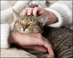 De qui est cette citation :  Dieu a invent le chat pour que l'homme ait un tigre  caresser chez lui  ?