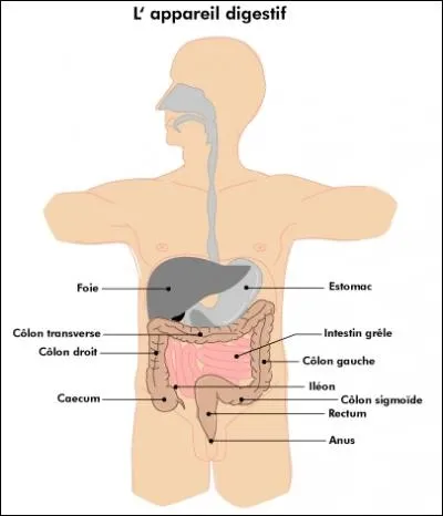 Comment se forment les flatulences ?