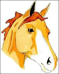Quelle est la marque sur la tte de ce cheval ?