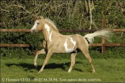 Quelle est la robe de ce poulain ?