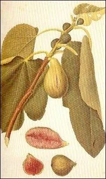 Celle du pape est un fruit. En Guyane elle sert aux orpailleurs et en Belgique c'est un synonyme de  mensonge . Pour crire son nom, devant  ouille  vous mettrez un :