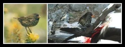 Aux Iles Galapagos, une espce de pinson est hmatophage, c'est  dire qu'elle se nourrit ...