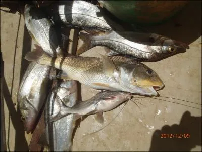Il y a davantage d'espces de poissons vivant en mer qu'en eau douce !
