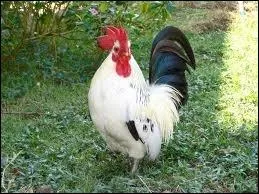 Comment dit-on 'poule' en anglais ?