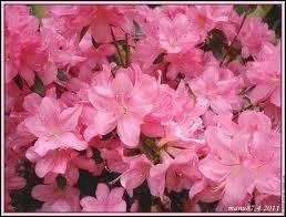 Ces fleurs sont des :