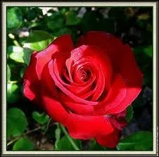 Quelle est cette sorte de fleurs ?