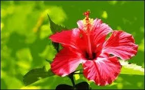 Et pour le bouquet final, je vous offre un :