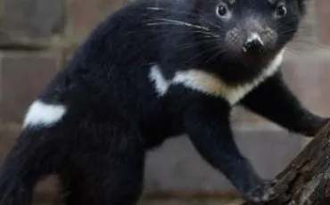 Quiz Animaux