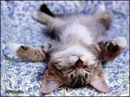 Comment dit-on  chat  en italien ?