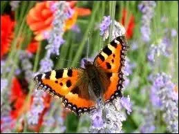 Comment dit-on  papillon  en italien ?