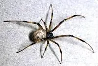 Une petite bte qui fait peur a plus d'un.