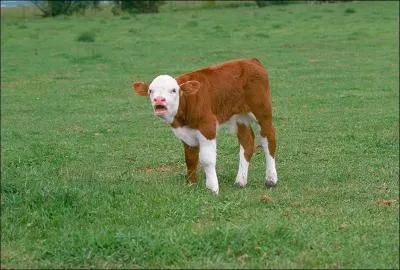 Comment se traduit un  veau  en anglais ?