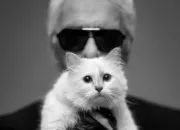 Quiz Des stars et des chats N°2