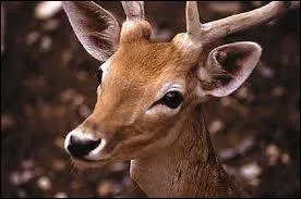 Quel est cet animal ?