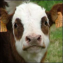 En anglais, comment dit-on 'vache' ?