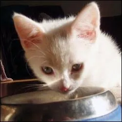 En anglais, comment dit-on 'chat' ?