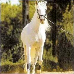 En anglais, comment dit-on 'cheval' ?