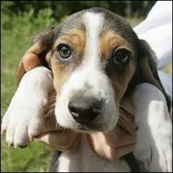 En anglais, comment dit-on 'chien' ?