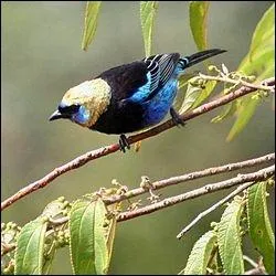 En anglais, comment dit-on 'oiseau' ?