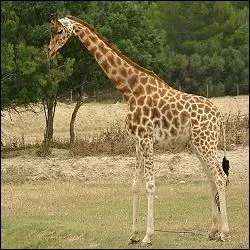 En anglais, comment dit-on 'girafe' ?