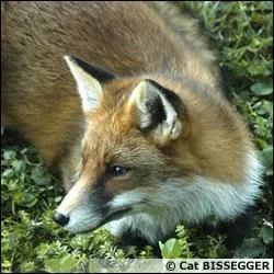 En anglais, comment dit-on 'renard' ?