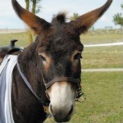 Quiz Animaux