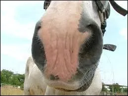 Comment appelle-t-on le  nez  du cheval ?