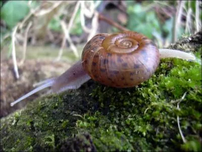 Sur la photographie vous pouvez voir un :