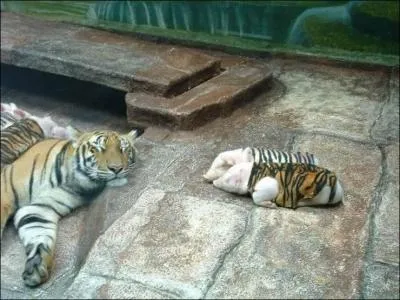 Il y a deux tigres visibles sur cette photo !