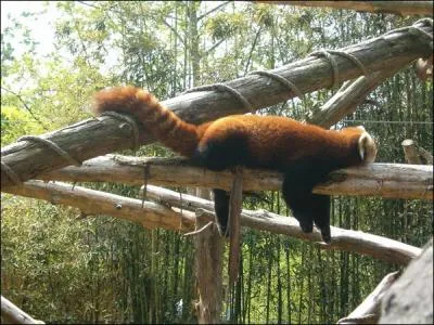 Il est de dos, mais on reconnait bien un lmurien de Madagascar !