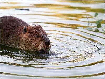Et bien entendu, cet animal est une loutre !